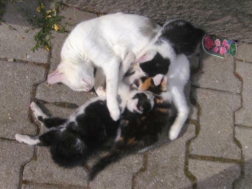 Apartamento Haidberg-hof