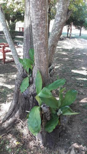 Caba�a Aparts Laguna Limpia