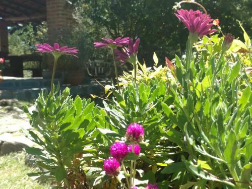 Lodge Buenavista Caba�as
