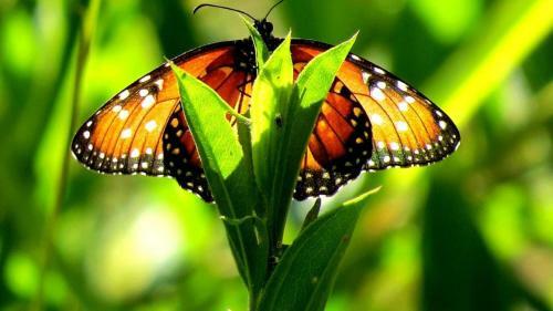 Hotel Praia Da Crioula