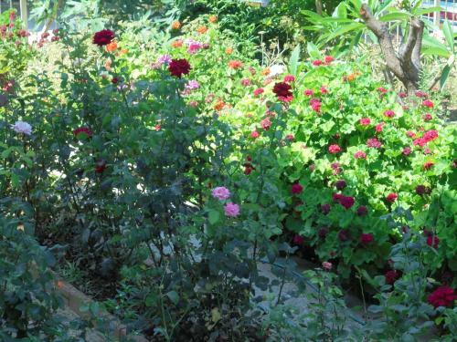 Niki Court Holiday Apartments