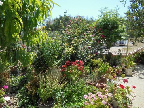 Niki Court Holiday Apartments