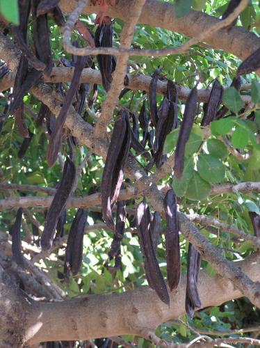 Papas Villa Stone House