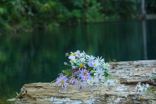 Hotel Nirvana Organic Farm Inn