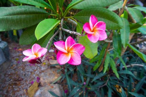 Hostal Tico Adventure Lodge