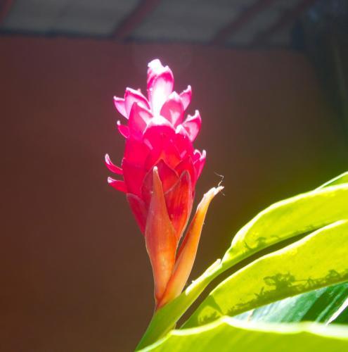 Hostal Tico Adventure Lodge