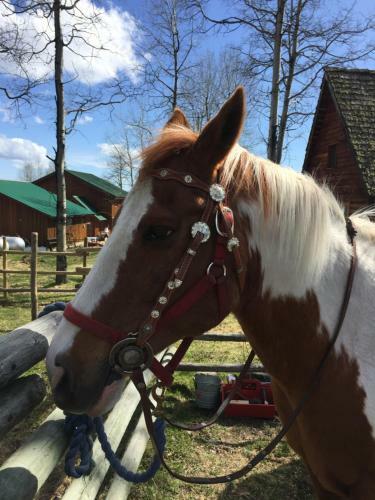 Agroturismo Montana Hill Guest Ranch