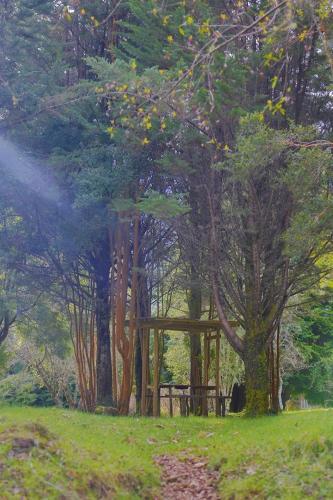 Bosque Patagonico