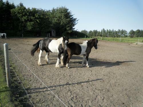 Agroturismo Lille Degnb�l