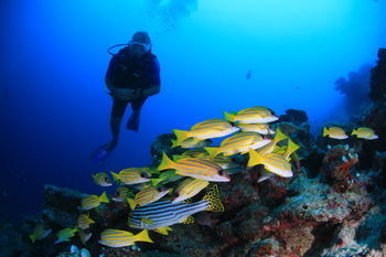 Hotel Veligandu Island Resort