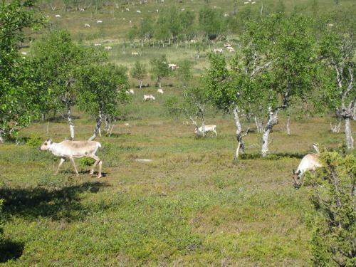 Saarisel�n Marjamajat