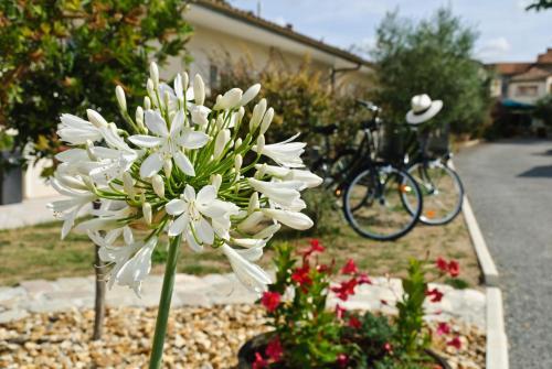 Hotel H�tel L'oliveraie