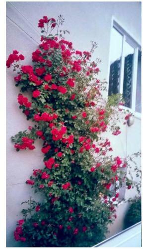Hostal Mestia Valeris Guesthouse