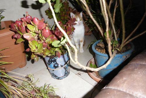 Kutaisi Hotel California