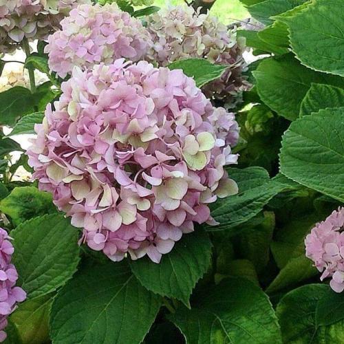 Efi & Sofia Apartments