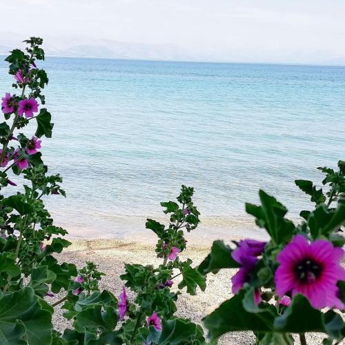 Efi & Sofia Apartments