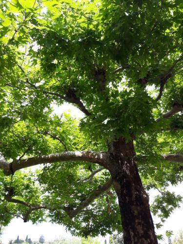 Efi & Sofia Apartments