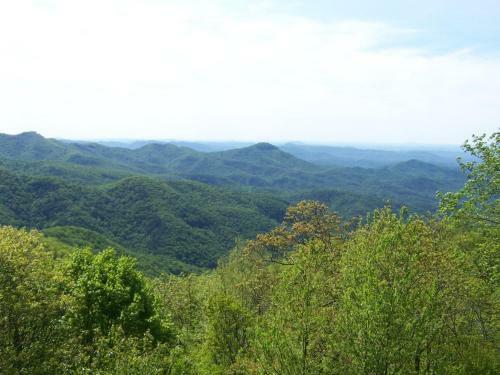 Blissful Vista