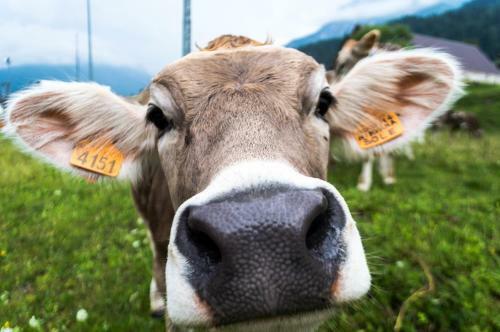 Apartamento Residence Cavanis Wellness & Spa