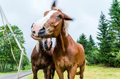 Apartamento Residence Cavanis Wellness & Spa