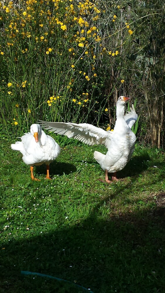 Agroturismo Agriturismo Il Poggiarello