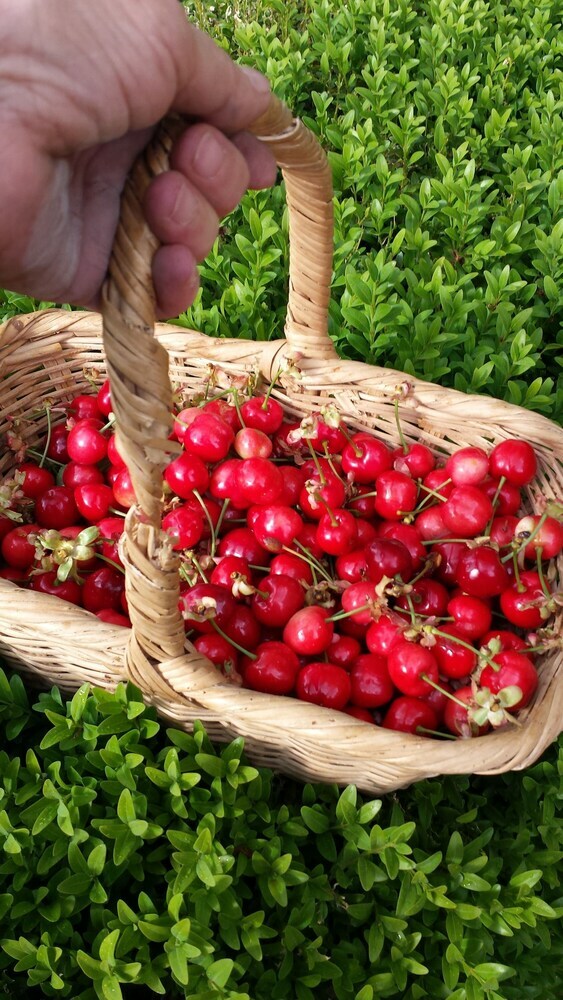Agroturismo Agriturismo Il Poggiarello