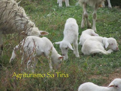 Agroturismo Agriturismo Sa Tiria