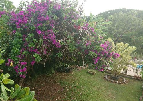 R�sidence Bougainvillee
