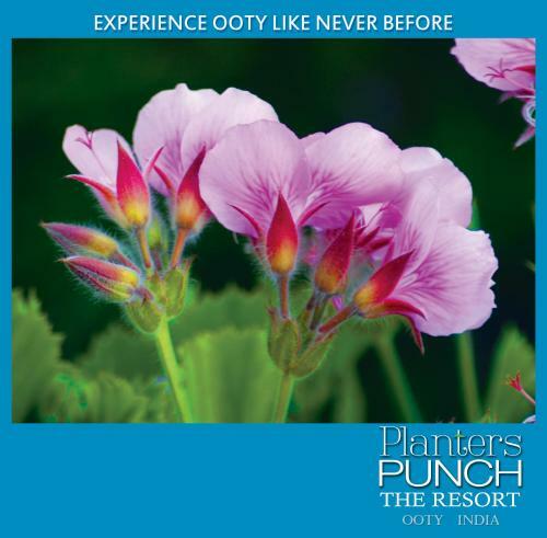 Villa Planters Punch