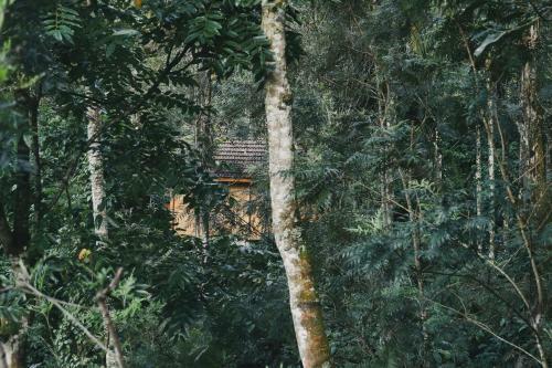 Hotel Bamboo Creek Resort