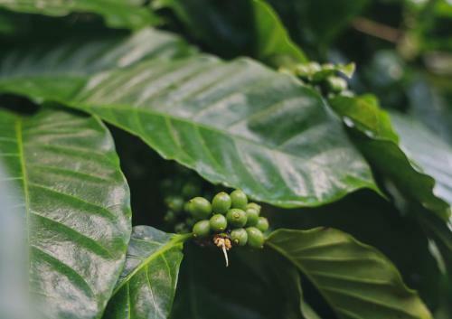 Hotel Bamboo Creek Resort