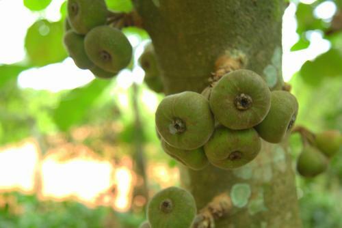 Hotel Bamboo Creek Resort