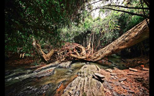 Hotel Bamboo Creek Resort