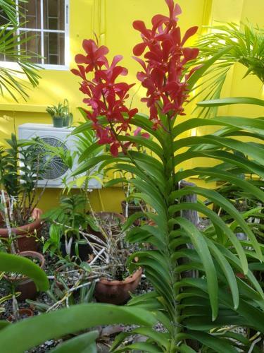 Hostal Ever Blooming Orchid Cottage