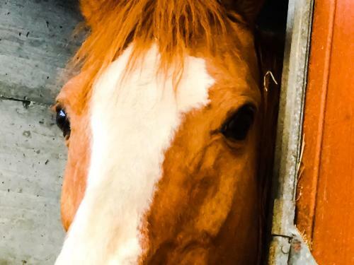 Ch�vres � Cheval - Apartment