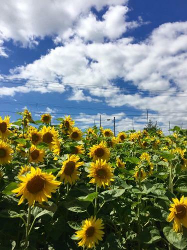 Agroturismo Country Cottage Wakiaiai