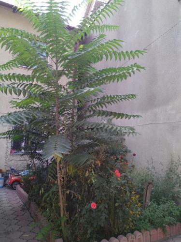 Hostal Lotos Guest House