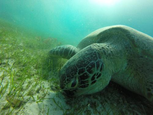 Hotel Oc�an Beach Sakatia