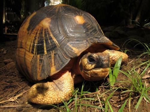 Hotel Les Bungalows D'ambonara