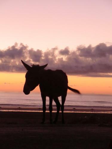 Bed & Breakfast Sidi Kaouki Al Vent