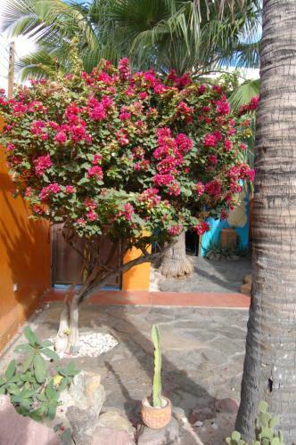 Hostal Leo's Baja Oasis