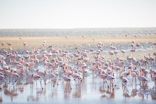 Flamingo Villas Boutique Hotel