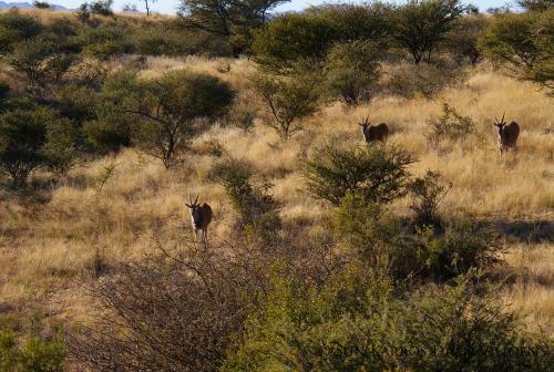 Daan Viljoen Game Lodge