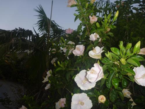 Bed & Breakfast Pohutukawa Coast Bnb