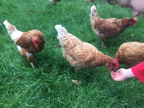 Height Of Dunedin Serviced Farm Stay