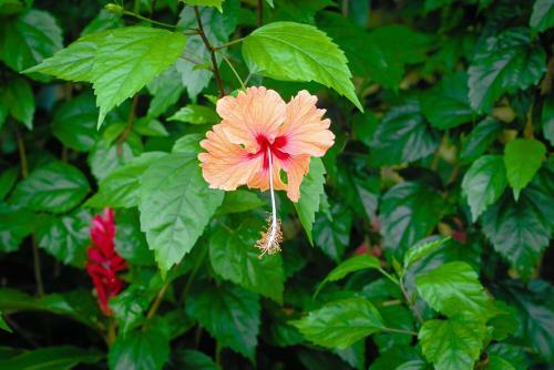 Apartamento Panama's Paradise Saigoncito