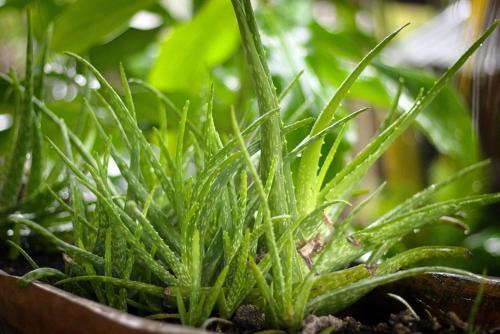 Apartamento Panama's Paradise Saigoncito