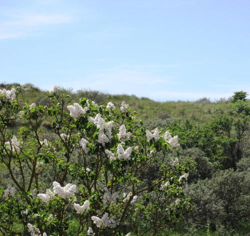 Apartamento Duinen Paradijs Zandvoort