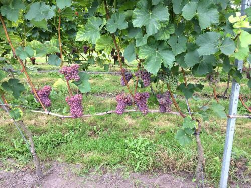B&B Op Wijngoed Havelte