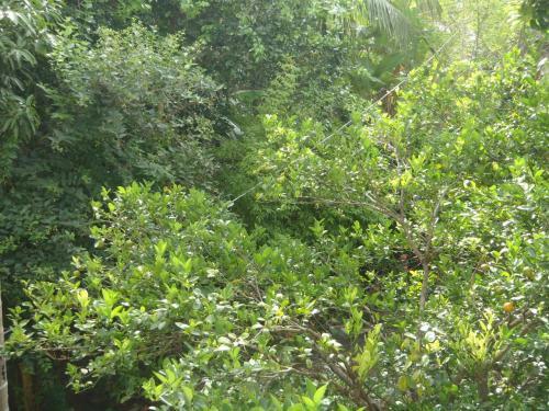 Bed & Breakfast New Jaya Villa